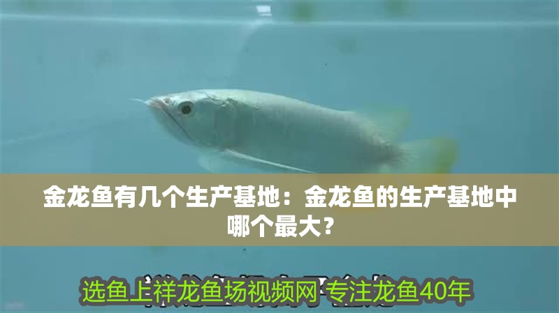 金龍魚有幾個(gè)生產(chǎn)基地：金龍魚的生產(chǎn)基地中哪個(gè)最大？