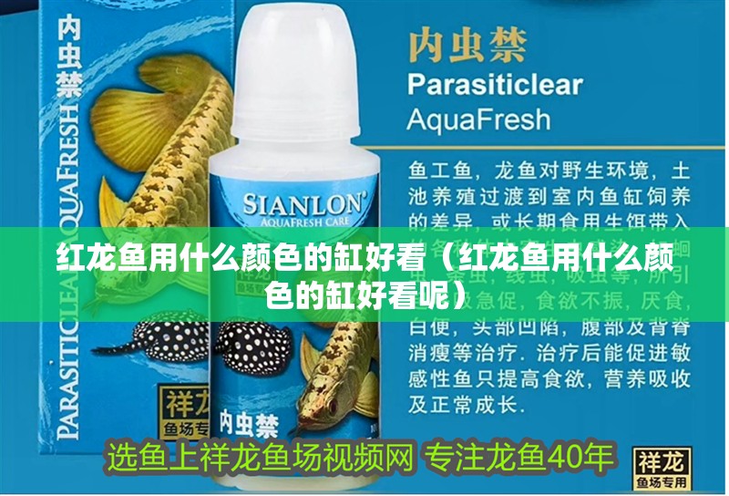紅龍魚用什么顏色的缸好看（紅龍魚用什么顏色的缸好看呢）