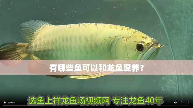 有哪些魚可以和龍魚混養？
