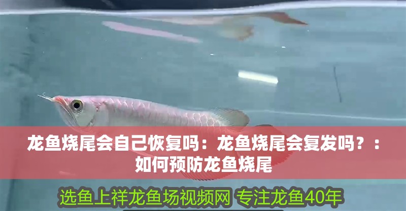 龍魚燒尾會自己恢復(fù)嗎：龍魚燒尾會復(fù)發(fā)嗎？：如何預(yù)防龍魚燒尾