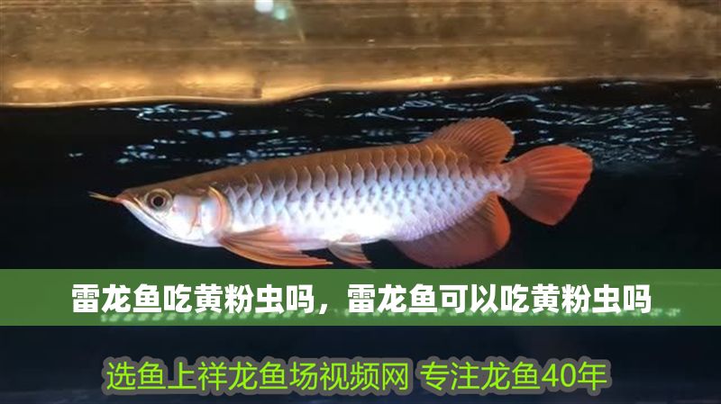 雷龍魚吃黃粉蟲嗎，雷龍魚可以吃黃粉蟲嗎 雷龍魚吃黃粉蟲嗎，雷龍魚可以吃黃粉蟲嗎 龍魚百科 第2張