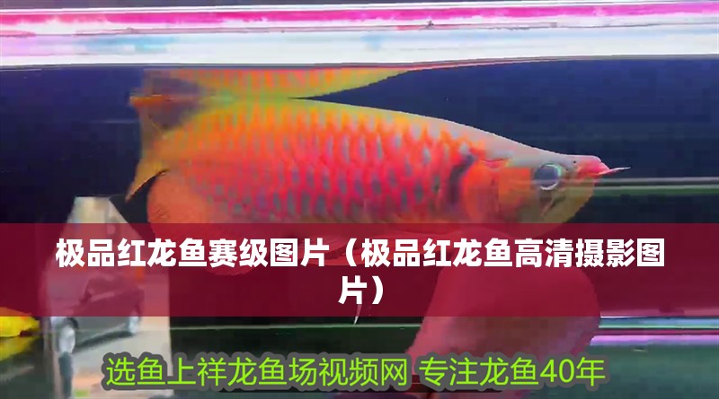 極品紅龍魚賽級(jí)圖片（極品紅龍魚高清攝影圖片）