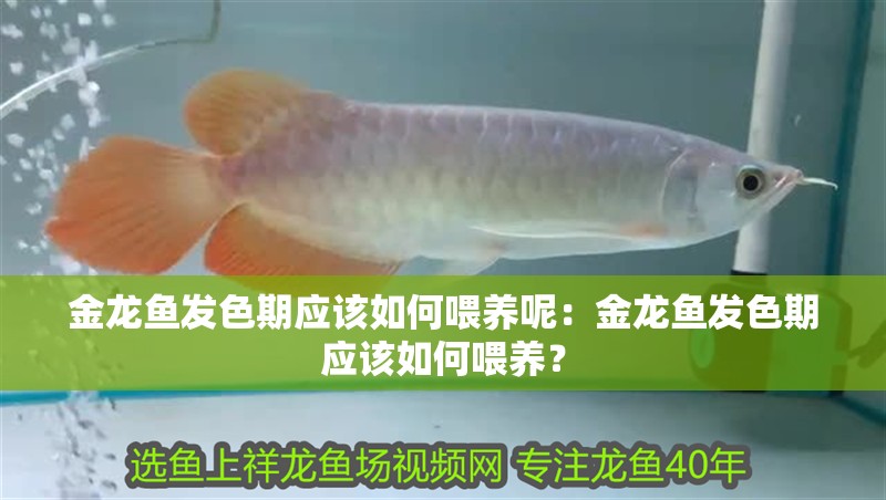 龍魚怕什么 金龍魚發色期應該如何喂養呢:金龍魚發色期應該如何喂養? 水族問答 金龍魚發色期應該如何喂養呢:金龍魚發色期應該如何喂養? 金龍魚發色期應該如何喂養呢:金龍魚發色期應該如何喂養? 水族問答