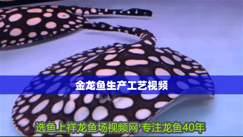 金龍魚生產工藝視頻