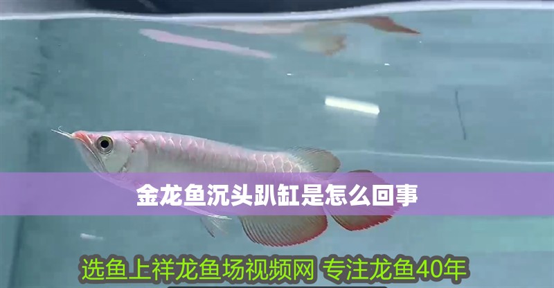 金龍魚沉頭趴缸是怎么回事