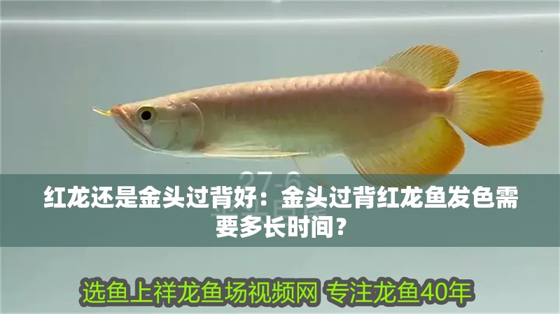 紅龍還是金頭過(guò)背好：金頭過(guò)背紅龍魚(yú)發(fā)色需要多長(zhǎng)時(shí)間？