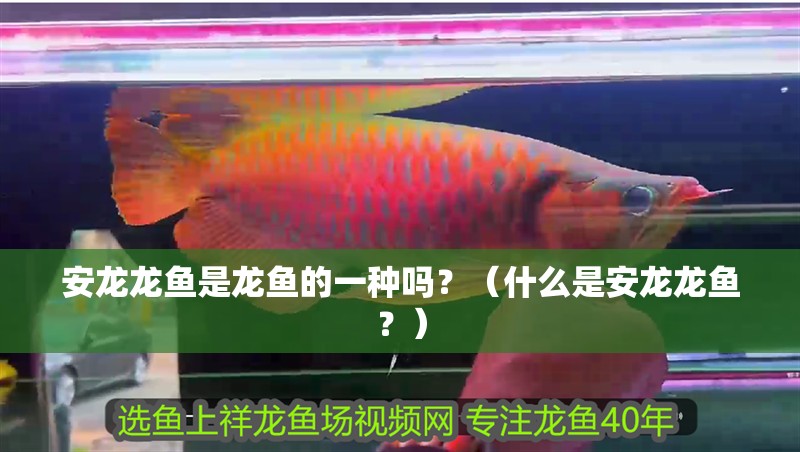 安龍龍魚是龍魚的一種嗎？（什么是安龍龍魚？）