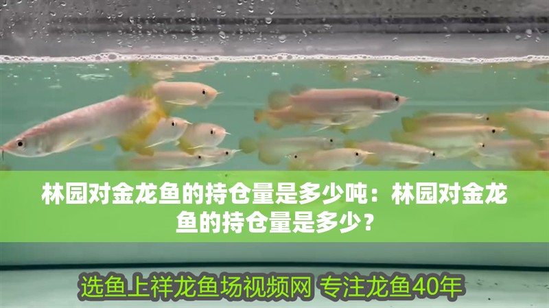 金龍魚怎么樣？：金龍魚如何飼養