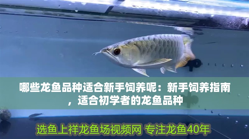 哪些龍魚品種適合新手飼養呢：新手飼養指南，適合初學者的龍魚品種