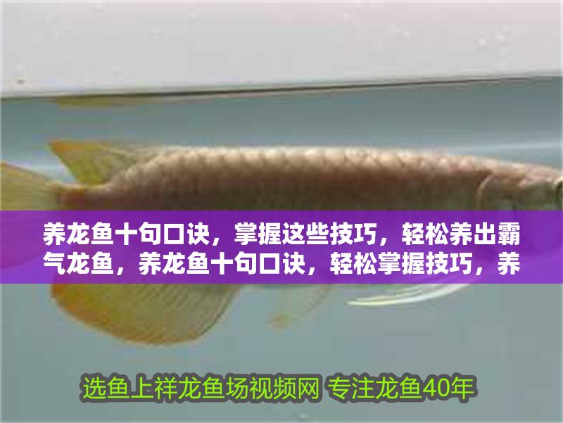 養龍魚十句口訣，掌握這些技巧，輕松養出霸氣龍魚，養龍魚十句口訣，輕松掌握技巧，養出霸氣龍魚