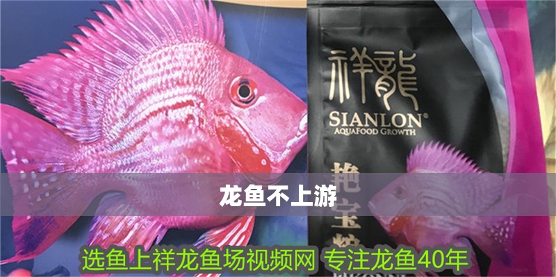 龍魚不上游 龍魚不上游 龍魚百科