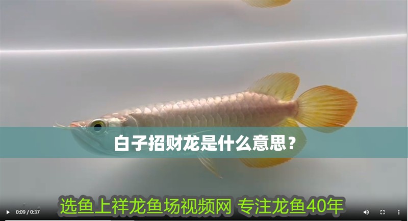 白子招財(cái)龍是什么意思？