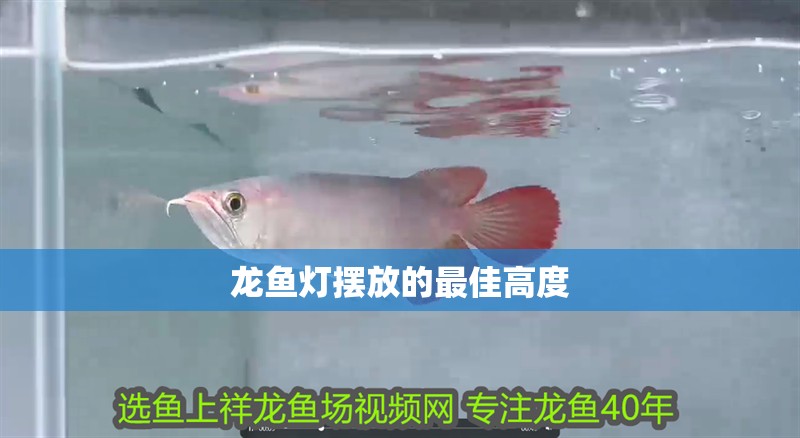 龍魚(yú)燈擺放的最佳高度