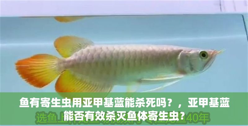 魚有寄生蟲用亞甲基藍能殺死嗎？，亞甲基藍能否有效殺滅魚體寄生蟲？