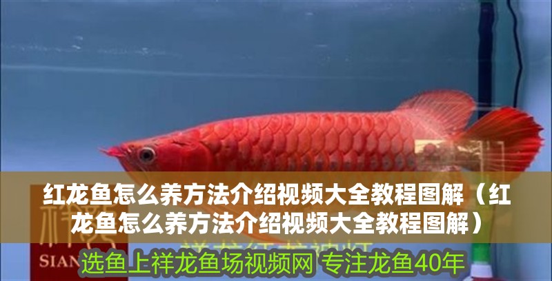 紅龍魚怎么養方法介紹視頻大全教程圖解（紅龍魚怎么養方法介紹視頻大全教程圖解）