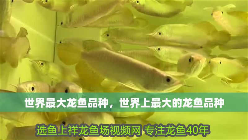 世界最大龍魚品種，世界上最大的龍魚品種