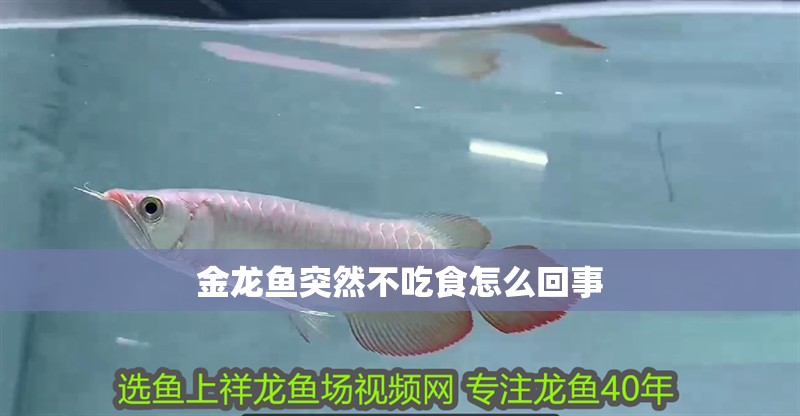 金龍魚突然不吃食怎么回事