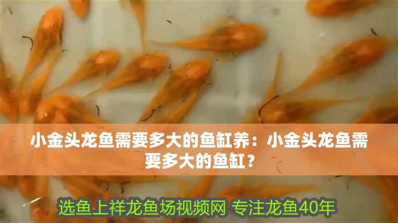 小金頭龍魚需要多大的魚缸養：小金頭龍魚需要多大的魚缸？