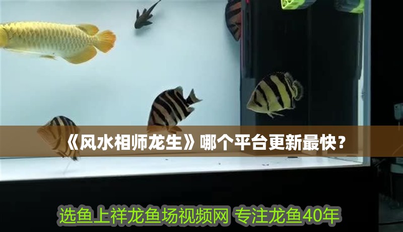 《風水相師龍生》哪個平臺更新最快？