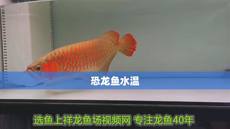 恐龍魚水溫