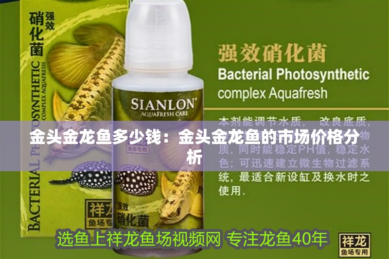 金頭金龍魚多少錢：金頭金龍魚的市場價格分析