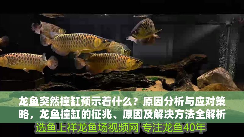 龍魚突然撞缸預(yù)示著什么？原因分析與應(yīng)對(duì)策略，龍魚撞缸的征兆、原因及解決方法全解析
