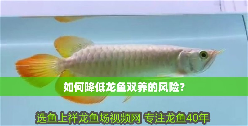 如何降低龍魚雙養的風險？