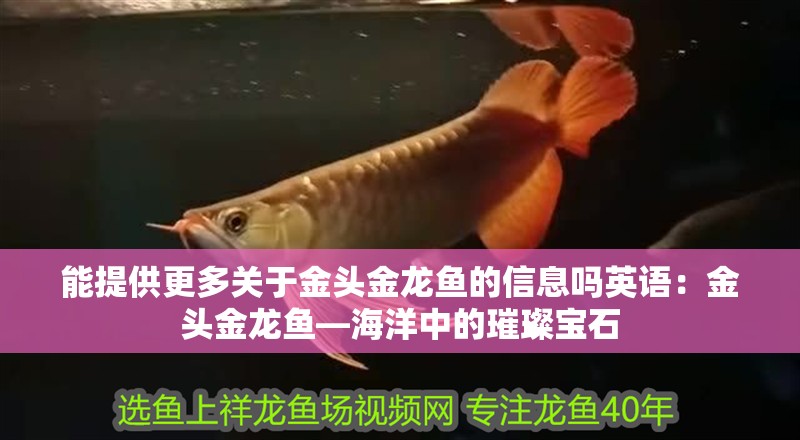 能提供更多關于金頭金龍魚的信息嗎英語：金頭金龍魚—海洋中的璀璨寶石