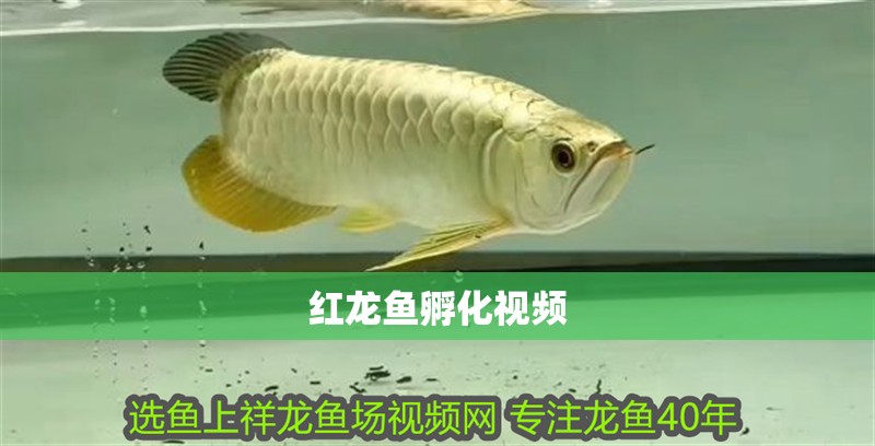 紅龍魚孵化視頻