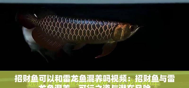 招財魚可以和雷龍魚混養嗎視頻：招財魚與雷龍魚混養，可行之道與潛在風險
