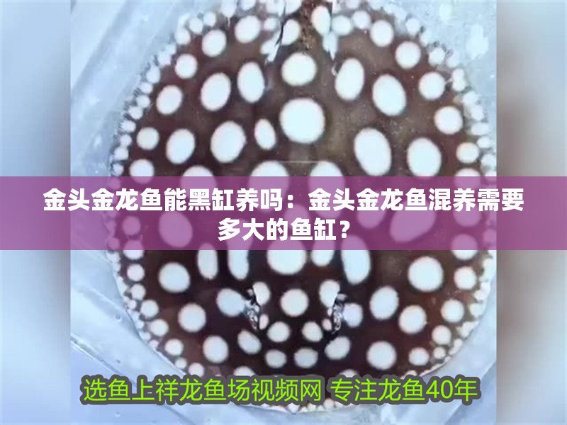 金頭金龍魚能黑缸養嗎：金頭金龍魚混養需要多大的魚缸？