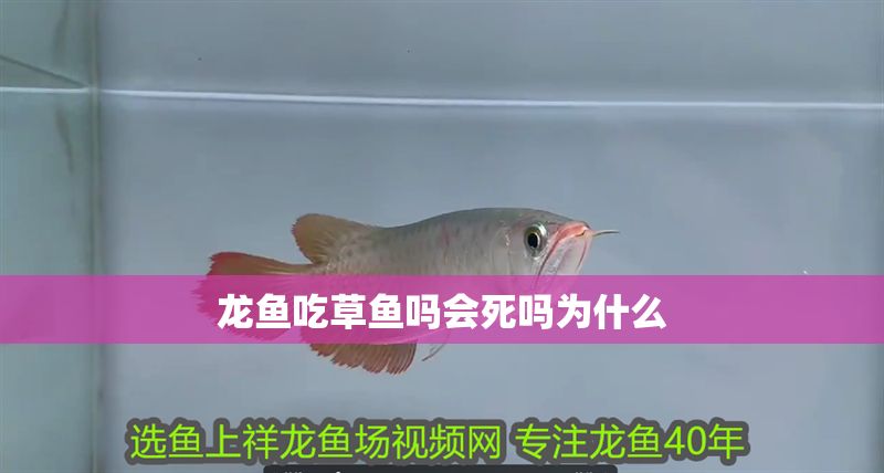 龍魚(yú)吃草魚(yú)嗎會(huì)死嗎為什么