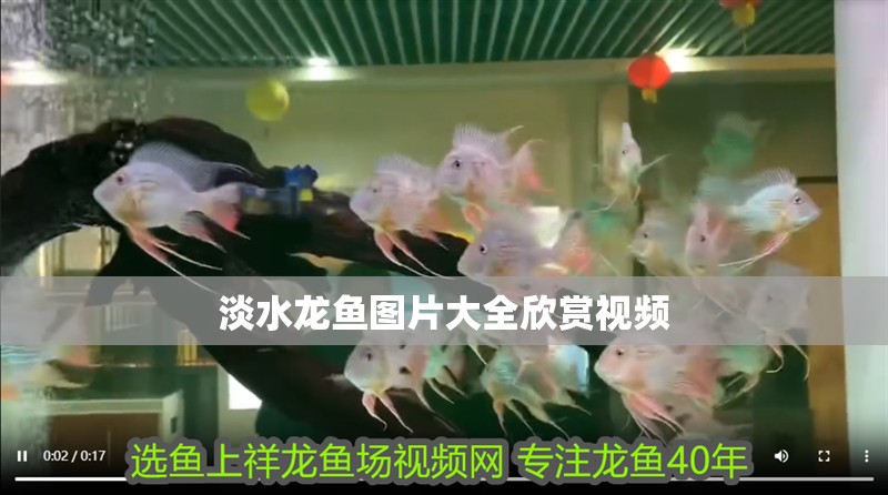 淡水龍魚圖片大全欣賞視頻