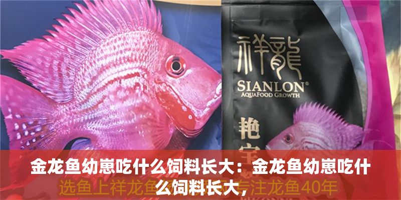 金龍魚幼崽吃什么飼料長大：金龍魚幼崽吃什么飼料長大，