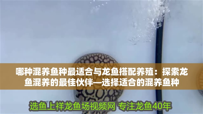 哪種混養魚種最適合與龍魚搭配養殖：探索龍魚混養的最佳伙伴—選擇適合的混養魚種