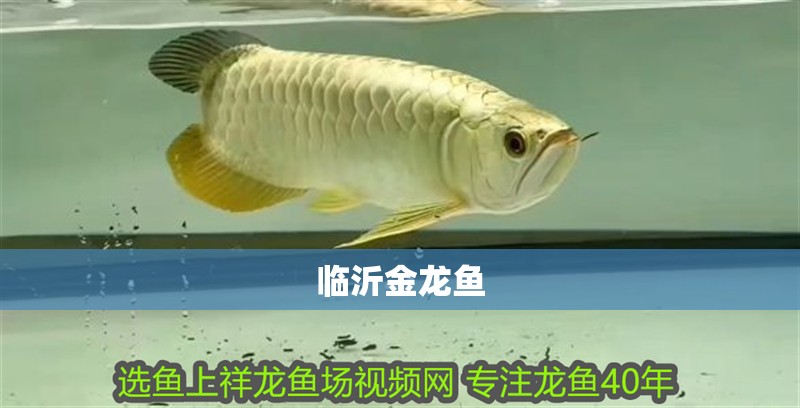臨沂金龍魚