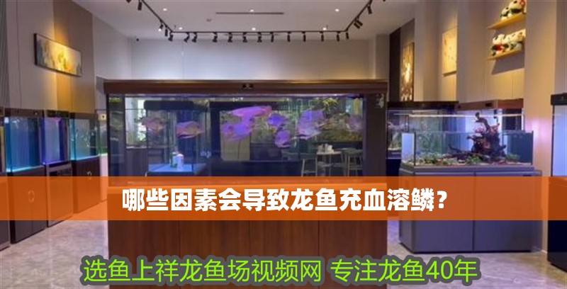 哪些因素會導致龍魚充血溶鱗？