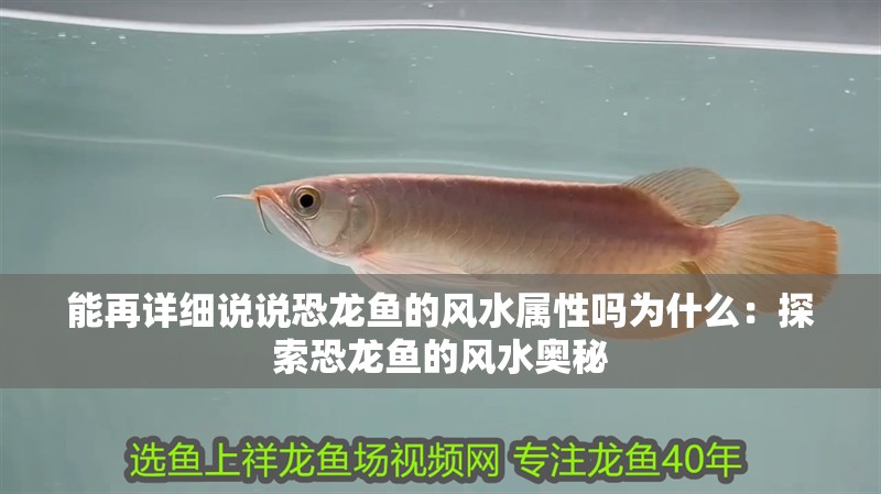 能再詳細(xì)說說恐龍魚的風(fēng)水屬性嗎為什么：探索恐龍魚的風(fēng)水奧秘