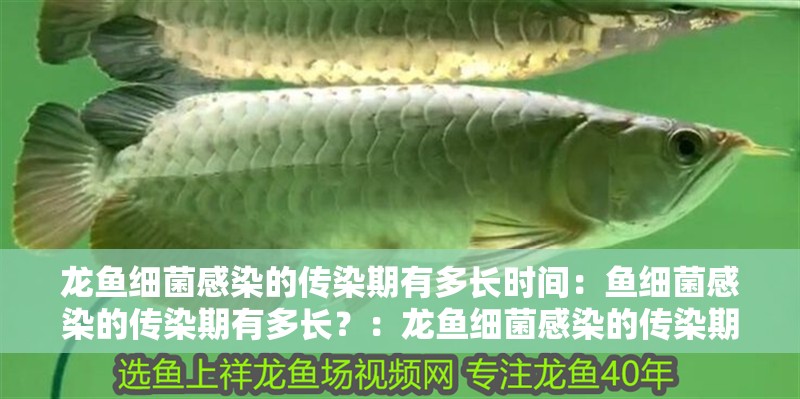 龍魚(yú)細(xì)菌感染的傳染期有多長(zhǎng)時(shí)間：魚(yú)細(xì)菌感染的傳染期有多長(zhǎng)？：龍魚(yú)細(xì)菌感染的傳染期