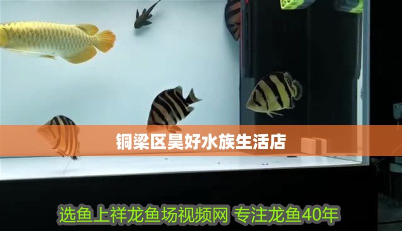 銅梁區昊好水族生活店