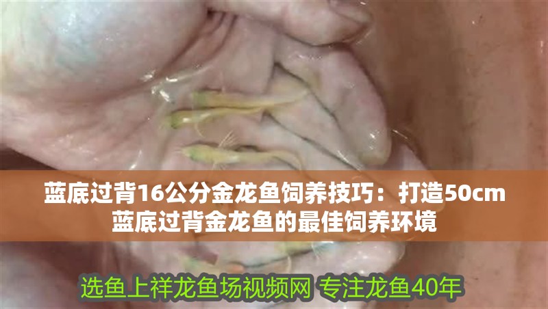 藍(lán)底過(guò)背16公分金龍魚(yú)飼養(yǎng)技巧：打造50cm藍(lán)底過(guò)背金龍魚(yú)的最佳飼養(yǎng)環(huán)境