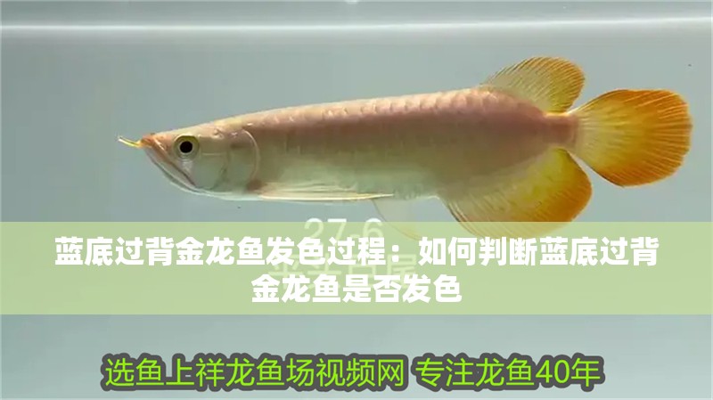 藍底過背金龍魚發色過程：如何判斷藍底過背金龍魚是否發色