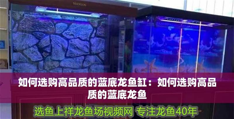 如何選購(gòu)高品質(zhì)的藍(lán)底龍魚(yú)缸：如何選購(gòu)高品質(zhì)的藍(lán)底龍魚(yú)