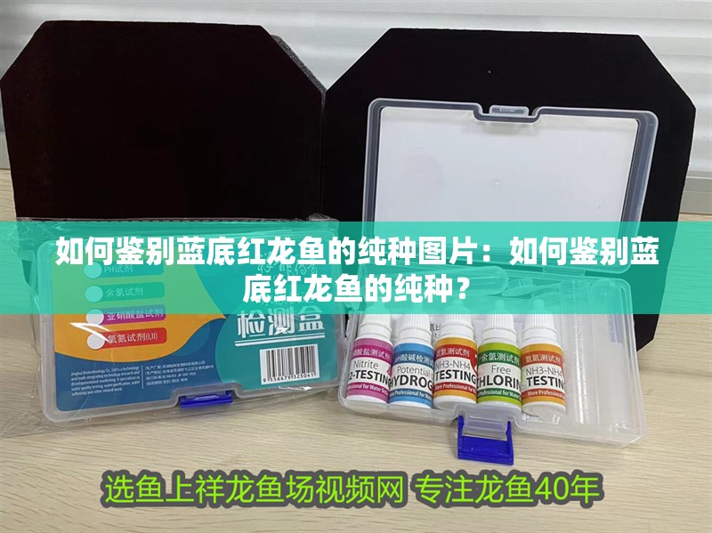 如何鑒別藍底紅龍魚的純種圖片：如何鑒別藍底紅龍魚的純種？