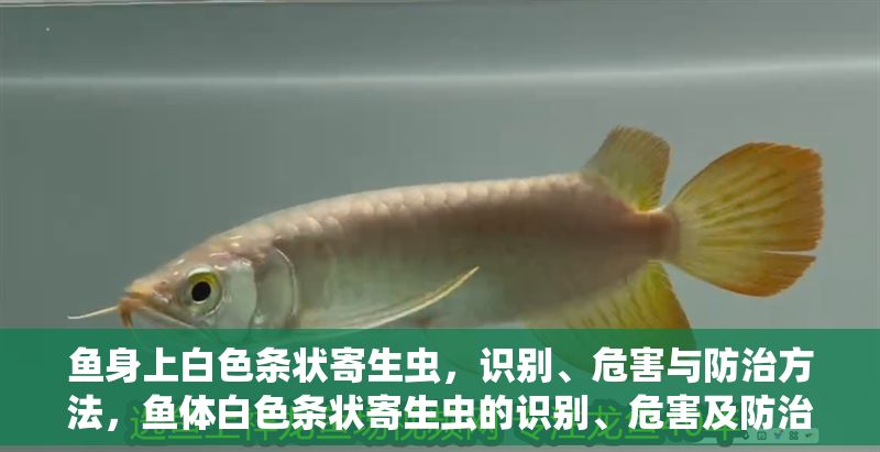 魚身上白色條狀寄生蟲，識別、危害與防治方法，魚體白色條狀寄生蟲的識別、危害及防治方法