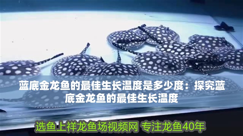 藍底金龍魚的最佳生長溫度是多少度：探究藍底金龍魚的最佳生長溫度