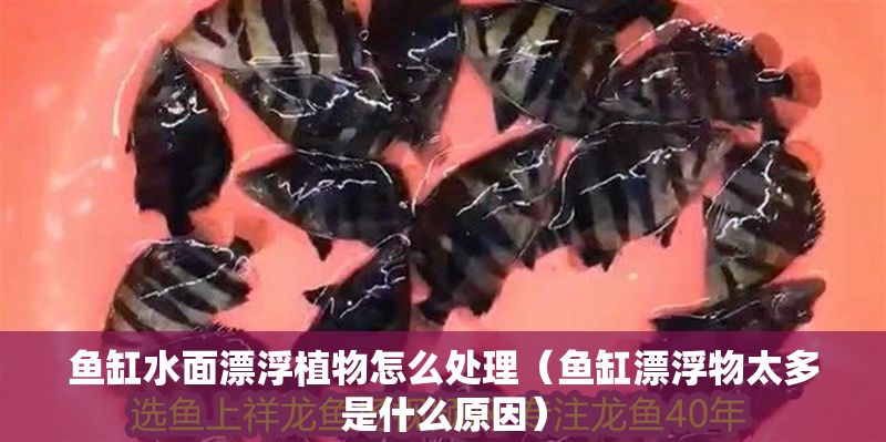 魚缸水面漂浮植物怎么處理（魚缸漂浮物太多是什么原因）