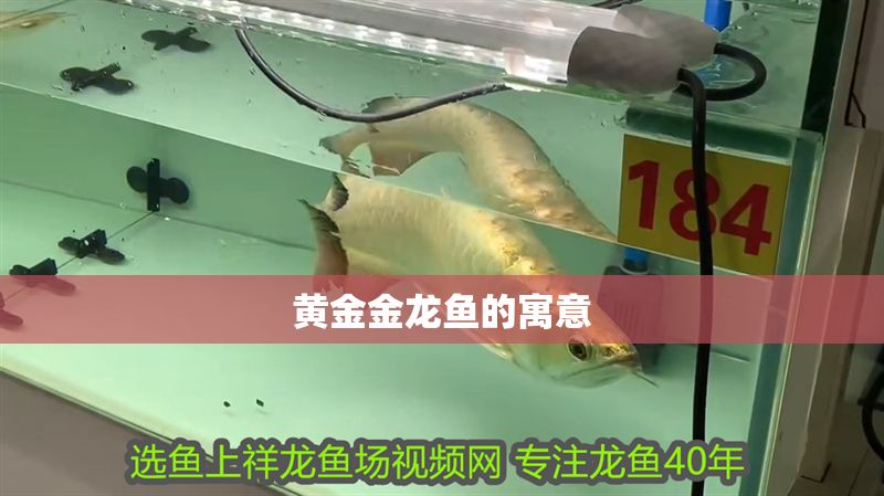 黃金金龍魚(yú)的寓意