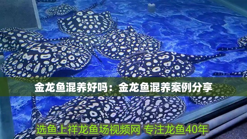金龍魚混養好嗎：金龍魚混養案例分享