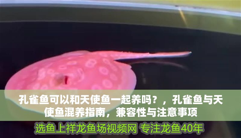 孔雀魚可以和天使魚一起養嗎？，孔雀魚與天使魚混養指南，兼容性與注意事項